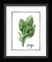 Watercolor Herbs VI Framed Print