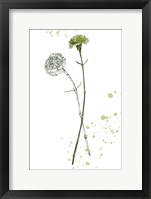 Botany Flower III Framed Print