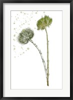 Botany Flower V Fine Art Print