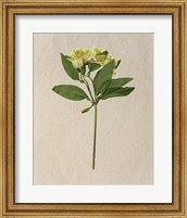 Pretty Pressed Flowers II Fine Art Print