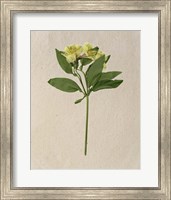 Pretty Pressed Flowers II Fine Art Print