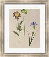 Pretty Pressed Flowers III Fine Art Print