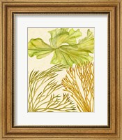 Vintage Seaweed Collection I Fine Art Print