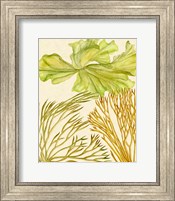 Vintage Seaweed Collection I Fine Art Print