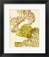 Vintage Seaweed Collection II Fine Art Print