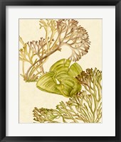Vintage Seaweed Collection II Fine Art Print