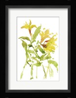 Watercolor Lilies I Framed Print