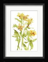 Watercolor Lilies II Framed Print
