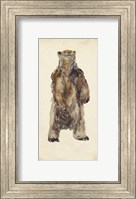 Brown Bear Stare I Fine Art Print