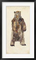 Brown Bear Stare I Fine Art Print