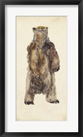 Brown Bear Stare I Framed Print