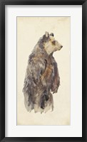 Brown Bear Stare II Framed Print