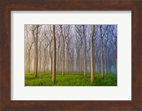 Morning Of The Forest Fine Art Print