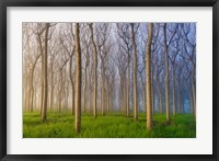 Morning Of The Forest Fine Art Print
