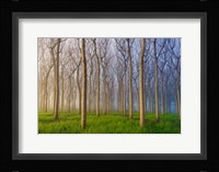 Morning Of The Forest Fine Art Print