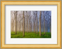 Morning Of The Forest Fine Art Print