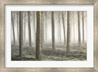Small Woodland Fine Art Print