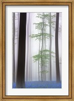 Foggy Forest Fine Art Print