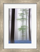 Foggy Forest Fine Art Print