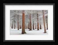 In White Fine Art Print