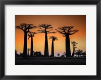 Sunset In Morondava Fine Art Print