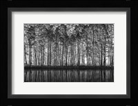 Pointillism Nature Fine Art Print