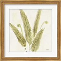 Forest Ferns II Fine Art Print