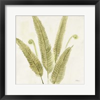 Forest Ferns II Framed Print