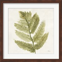 Forest Ferns I Fine Art Print