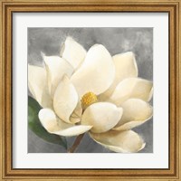 Magnolia Blossom on Gray Fine Art Print