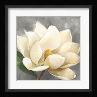 Magnolia Blossom on Gray Fine Art Print
