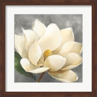 Magnolia Blossom on Gray Fine Art Print