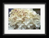 Hydrangea Delight I Fine Art Print