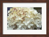 Hydrangea Delight I Fine Art Print