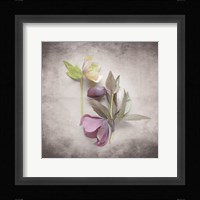 Vintage Hellebore Study VII Fine Art Print