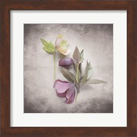 Vintage Hellebore Study VII Fine Art Print