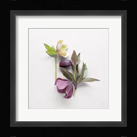 Hellebore Study VII Fine Art Print