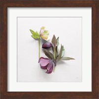 Hellebore Study VII Fine Art Print