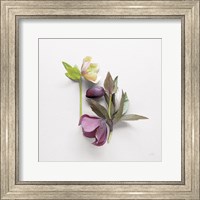 Hellebore Study VII Fine Art Print