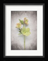 Vintage Hellebore Study I Fine Art Print