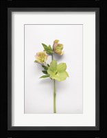 Hellebore Study I Fine Art Print