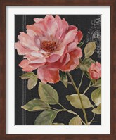 Harmonious Rose Black Fine Art Print