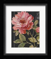 Harmonious Rose Black Framed Print