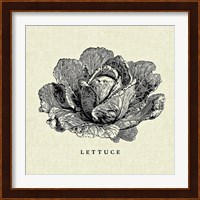 Linen Vegetable BW Sketch Lettuce Fine Art Print