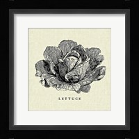 Linen Vegetable BW Sketch Lettuce Framed Print