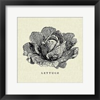 Linen Vegetable BW Sketch Lettuce Framed Print