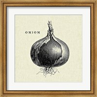 Linen Vegetable BW Sketch Onion Fine Art Print