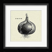 Linen Vegetable BW Sketch Onion Framed Print