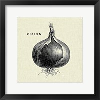 Linen Vegetable BW Sketch Onion Framed Print