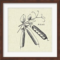 Linen Vegetable BW Sketch Peas Fine Art Print